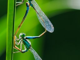 Allerlei &raquo; Makro, Closeup