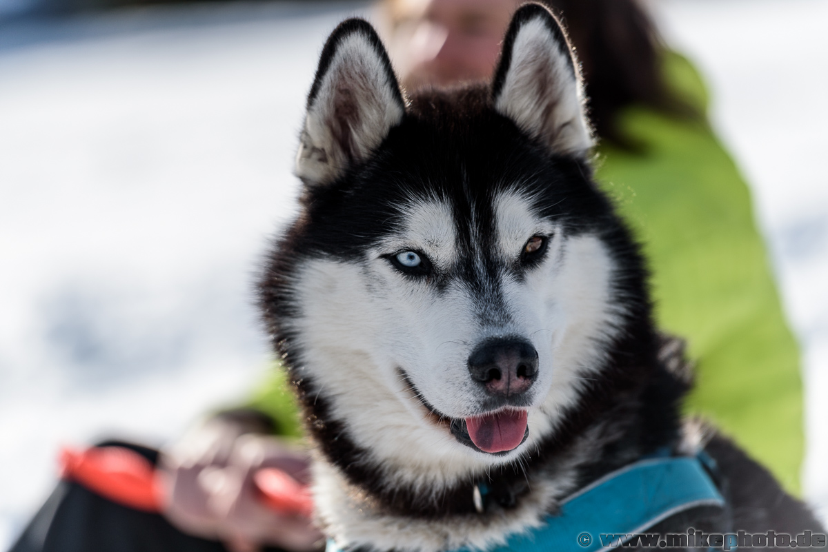 Hundeschlittenrennen