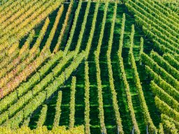 obere Neckarvororte &raquo; Weinbau