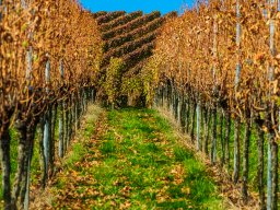 obere Neckarvororte &raquo; Weinbau