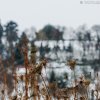 Winter am Rotenberg