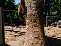 Städte &raquo; Stuttgart &raquo; Wilhelma